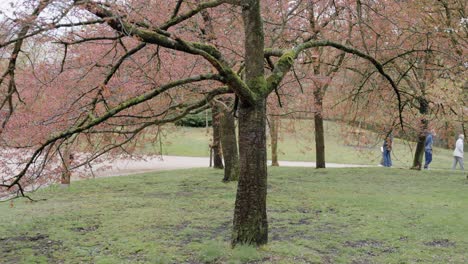 turistas enmascarados caminando en el jardín japonés con cerezos que aún no florecen