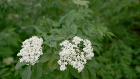 metallic green beetles on white flower, wide view