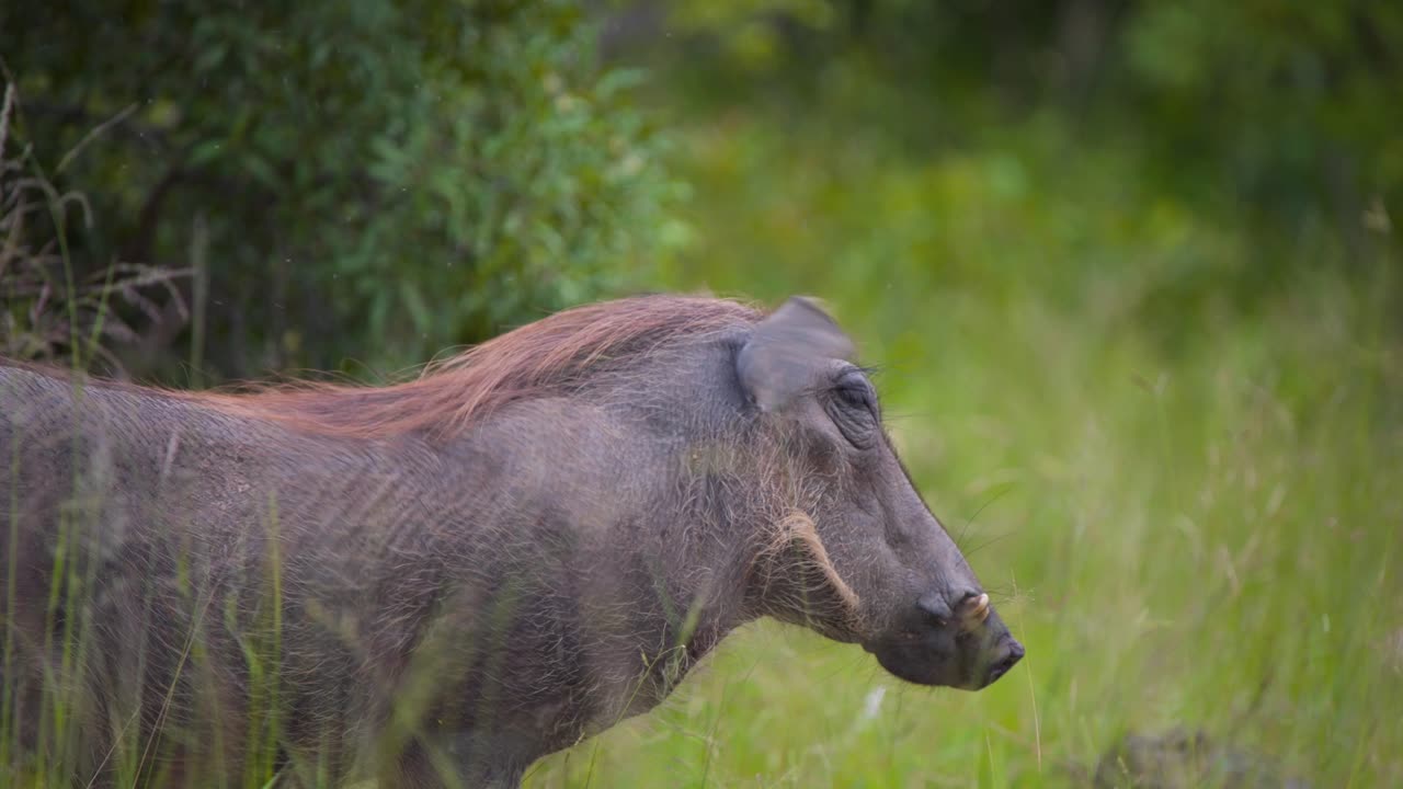 jabalí africano de pie en la alta hierba verde y batiendo las orejas