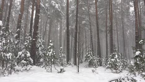 toma en ángulo bajo de copos de nieve cayendo en el bosque de pinos