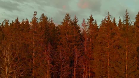 Cinematic-Shot-Of-High-Rise-Trees-In-Wild-Nature,-USA