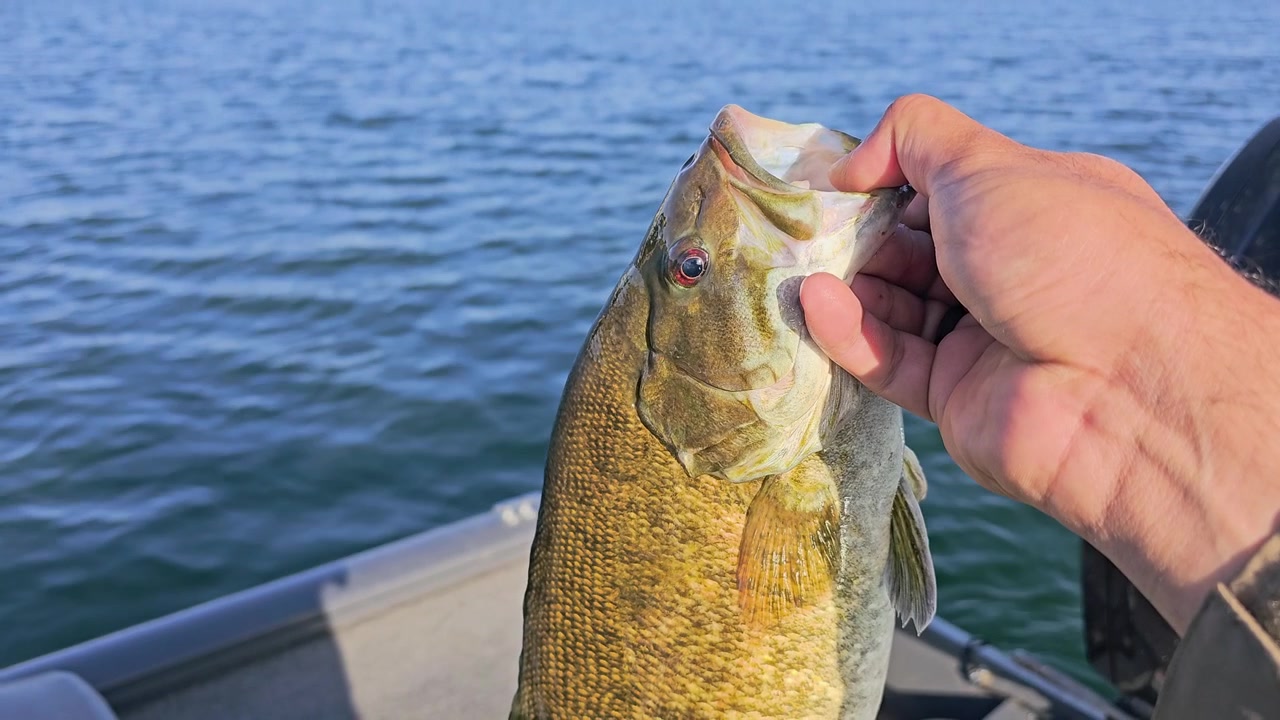 Người câu cá khoe con cá vược miệng nhỏ vừa câu được trên mặt nước hồ gợn sóng từ thuyền câu, cho thấy chi tiết con cá, miệng há, vảy màu đồng và khung cảnh giải trí ngoài trời đầy nắng.