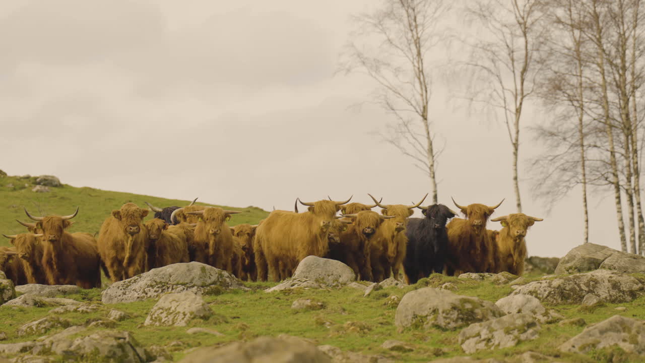 rebaño de ganado doméstico de las tierras altas en una granja