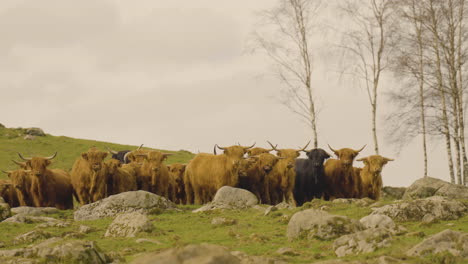 herd of domestic highland cattle on a farm