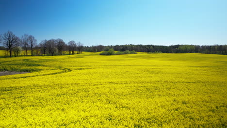 low flying drone above bright yellow rapeseed fields sprawl through countryside