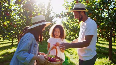 happy family picking apples in an orchard
