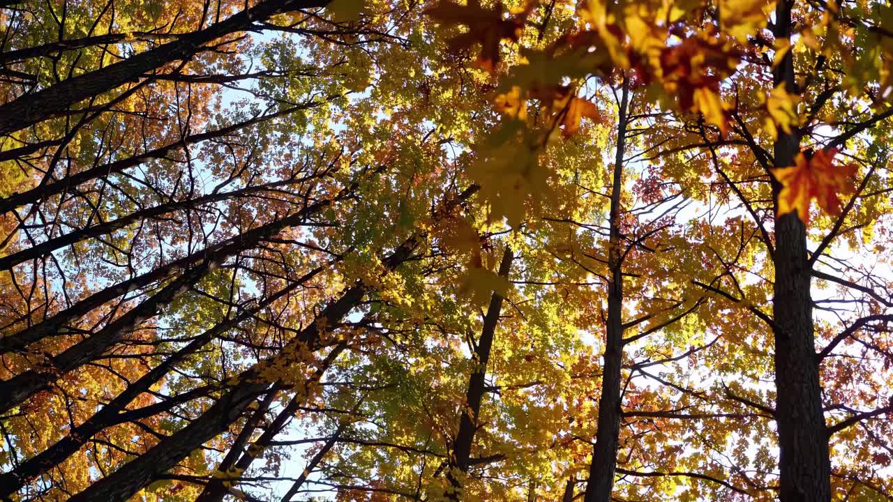 Upward camera angle captures autumn trees with vibrant leaves against a clear sky