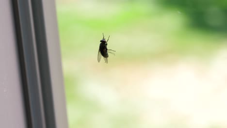 housefly indoors climbing window - shallow focus