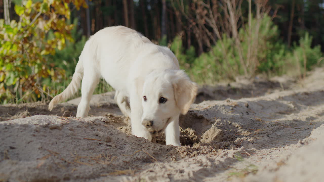 divertido cachorro de golden retriever cavando el suelo en un paseo. concepto de instintos de caza