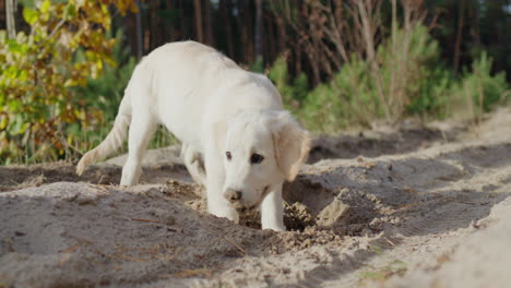 funny golden retriever puppy digging the ground on a walk. hunting instincts concept