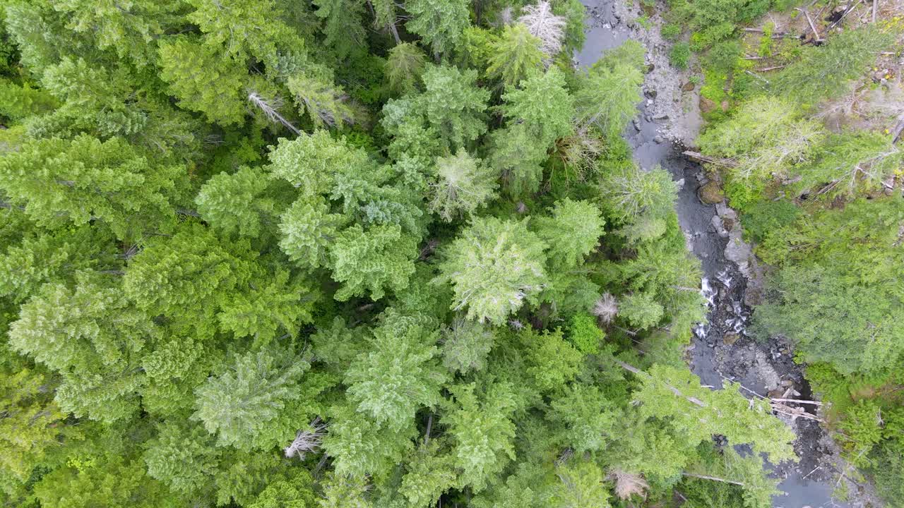 descendiendo lentamente hacia un exuberante bosque verde siempre verde a lo largo de un lecho de un arroyo escarpado, vista aérea de dios