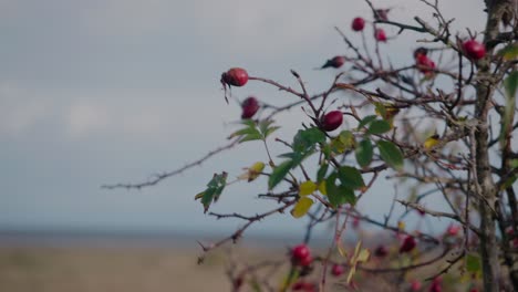 male hand with fancy watch picks a rose hip fruit and drops it, then picks another one - static close up