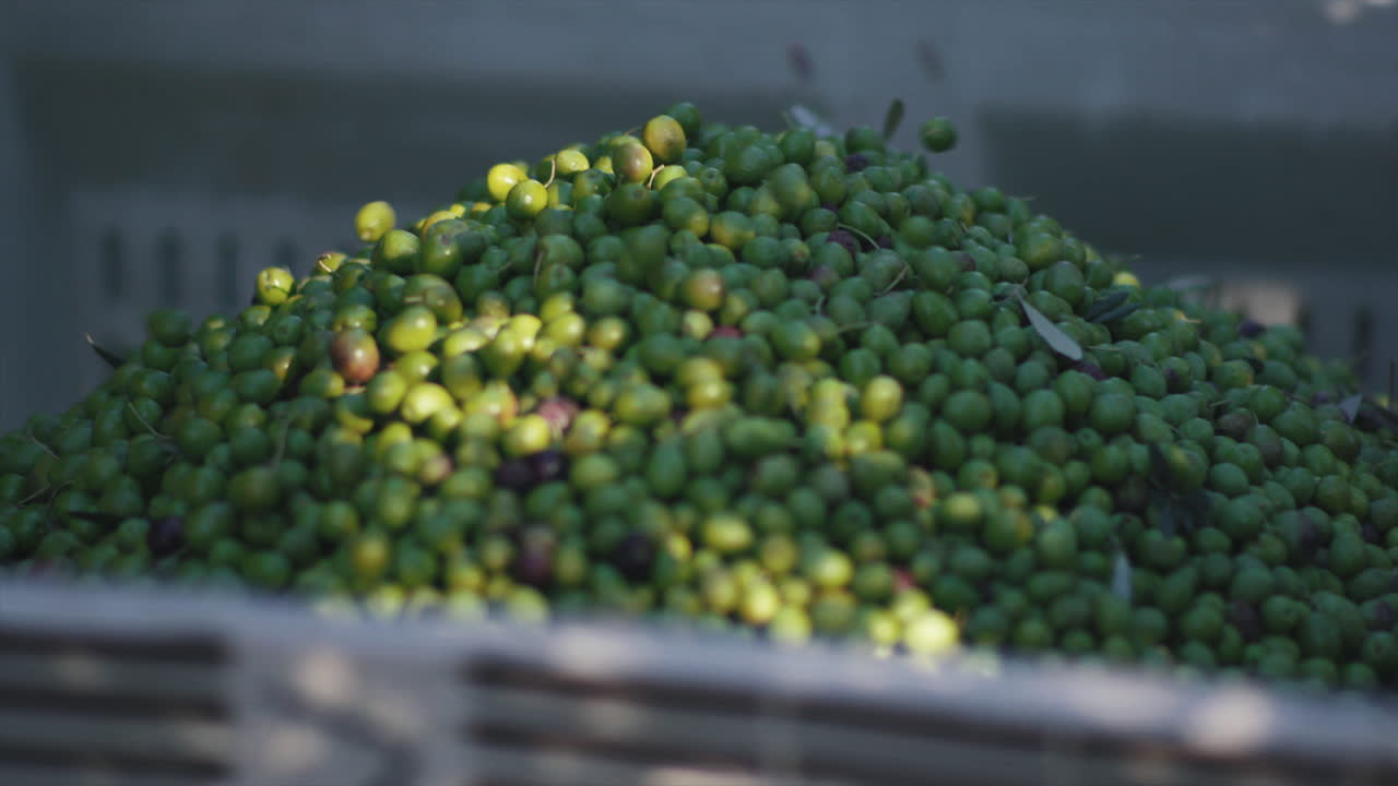Freshly Harvested Olives