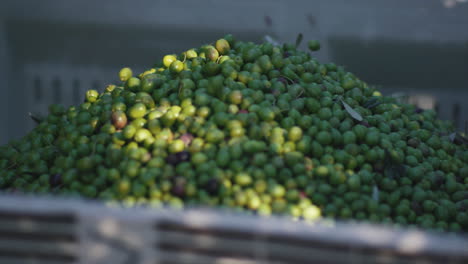 freshly harvested olives