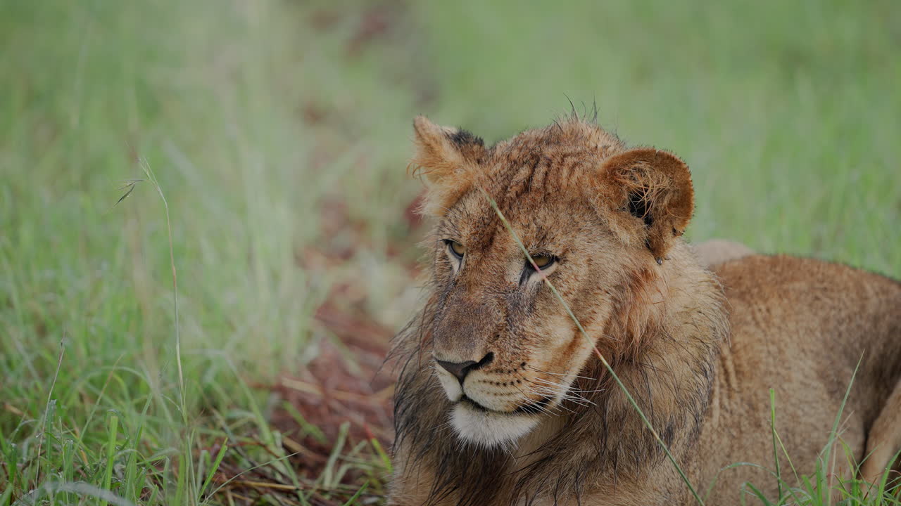 Young Lion in the African Grasslands