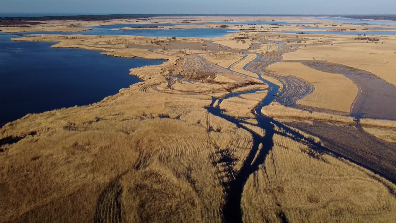 vista aérea del lago cubierto de juncos marrones, parque natural del lago pape, rucava, letonia, día soleado de primavera, disparo de drone de gran angular moviéndose hacia atrás