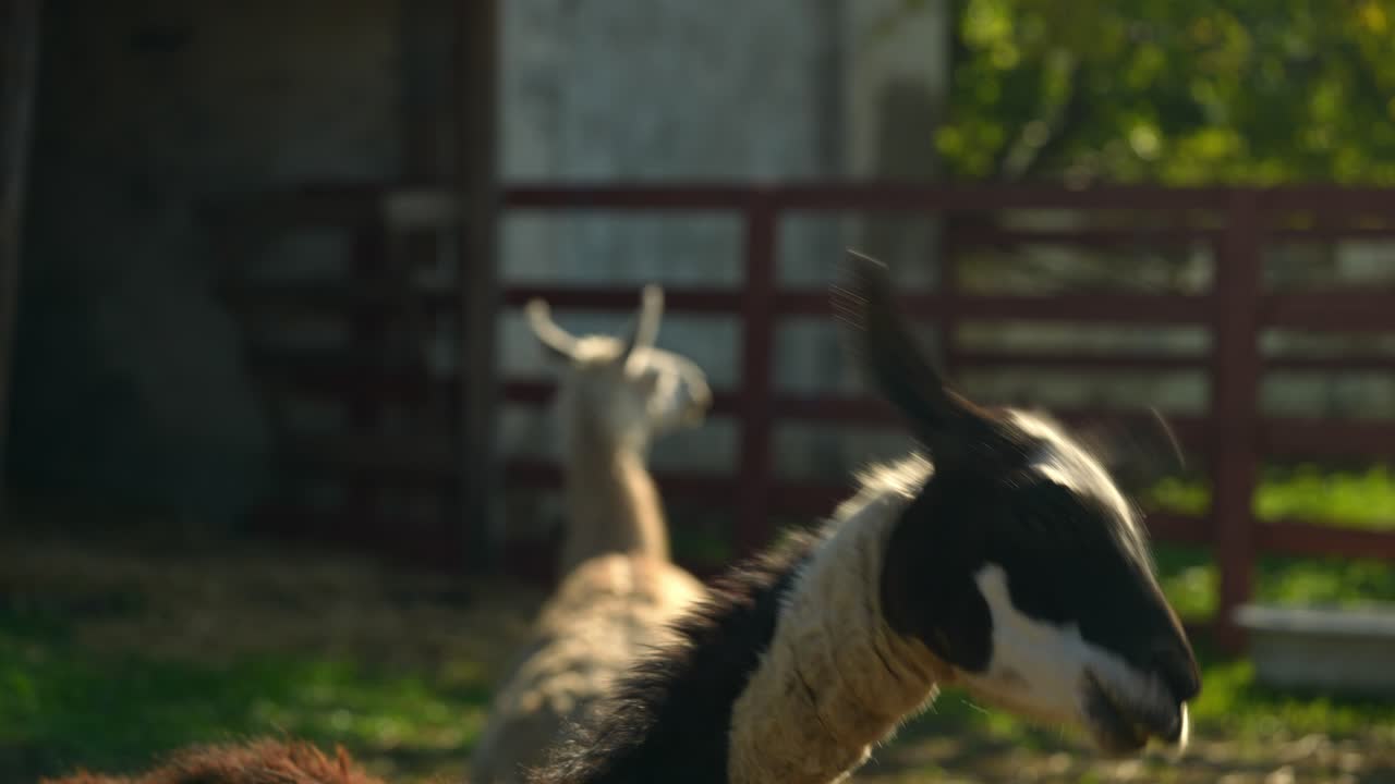 Lama e pecore in una fattoria