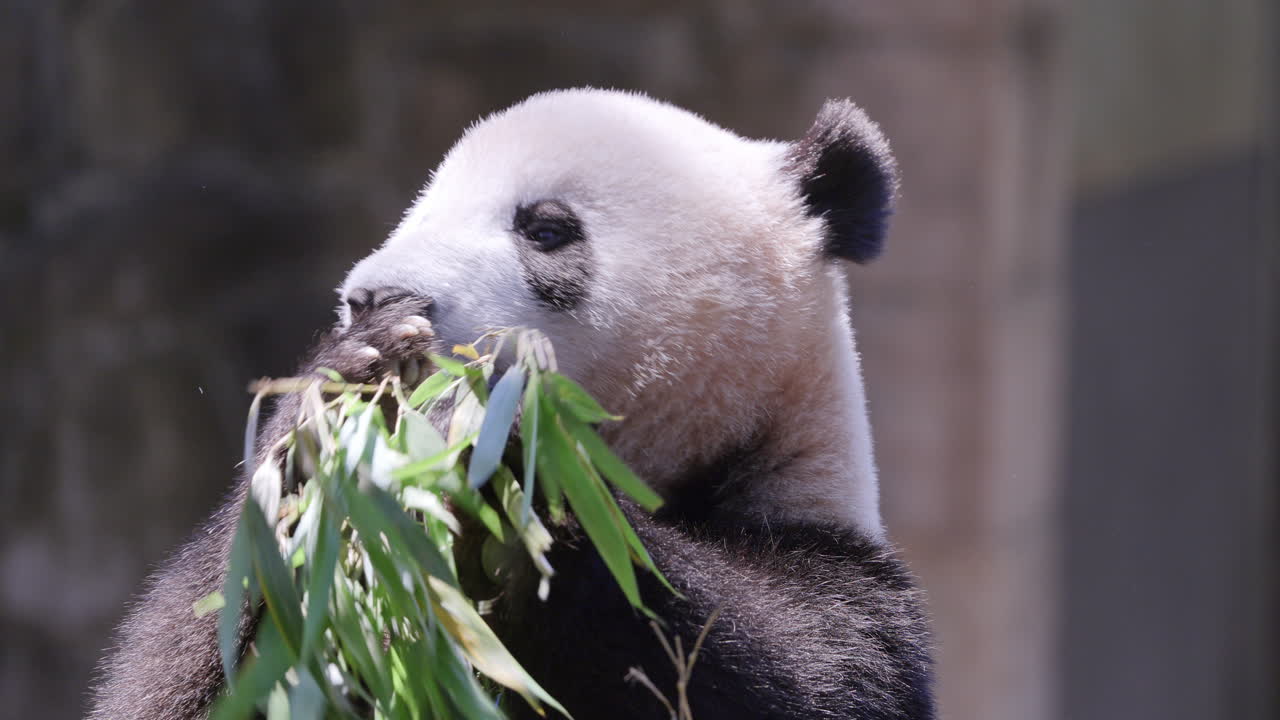 A close up of a panda eating