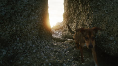 perro paseando por un pasaje rocoso al atardecer con sol de fondo en 4k prores 422