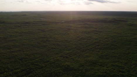 Empuje-Aéreo-En-Toma-De-La-Cima-De-Las-Palmeras-Mientras-El-Sol-Se-Pone-Sobre-Un-Campo-Despejado-En-Tulum,-México