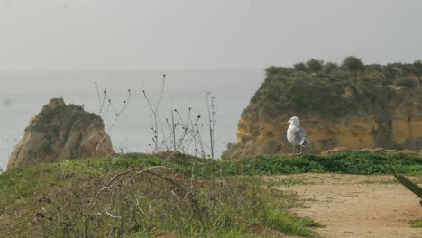 Möwe-Steht-Auf-Der-Klippe-Des-Ozeans-Als-Hintergrund-Für-Portimão