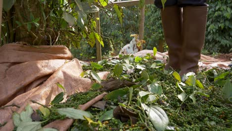 low angle shot of a person harvesting green peppercorns from plant vines at an asian farmland