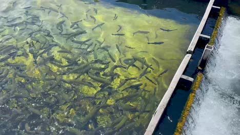 fillmore fish hatchery in fillmore, california