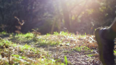 trail runner in sunny forest