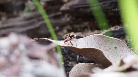 Araña-Pavo-Real,-Pavo-Real-Mal-Estropeado