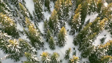 backcountry off-piste snowy mountain tree forest, aerial top down view