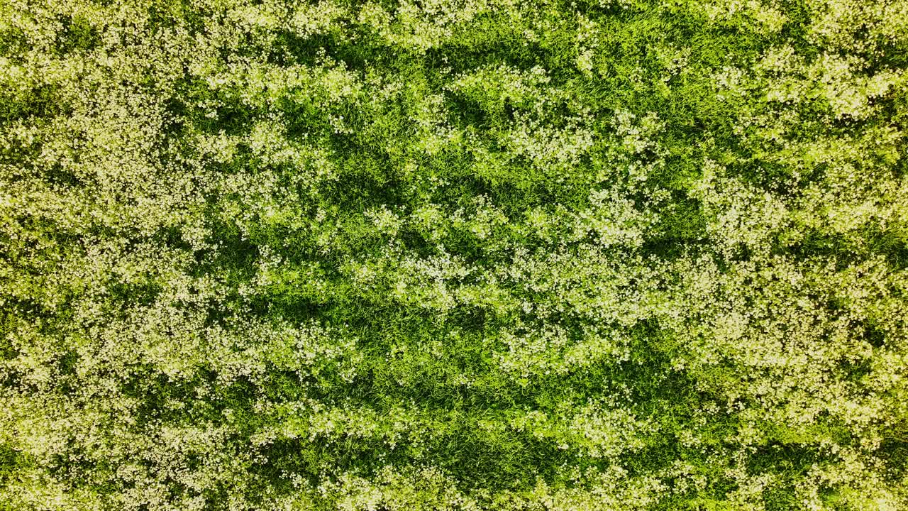 Drone glides right over blooming wild chervil Latvian field, golden sunset hour