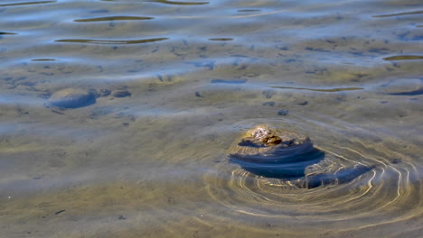 gentle-Water-rippling-against-a-rock-in-a-lake-with-blue-reflections-of-the-sky