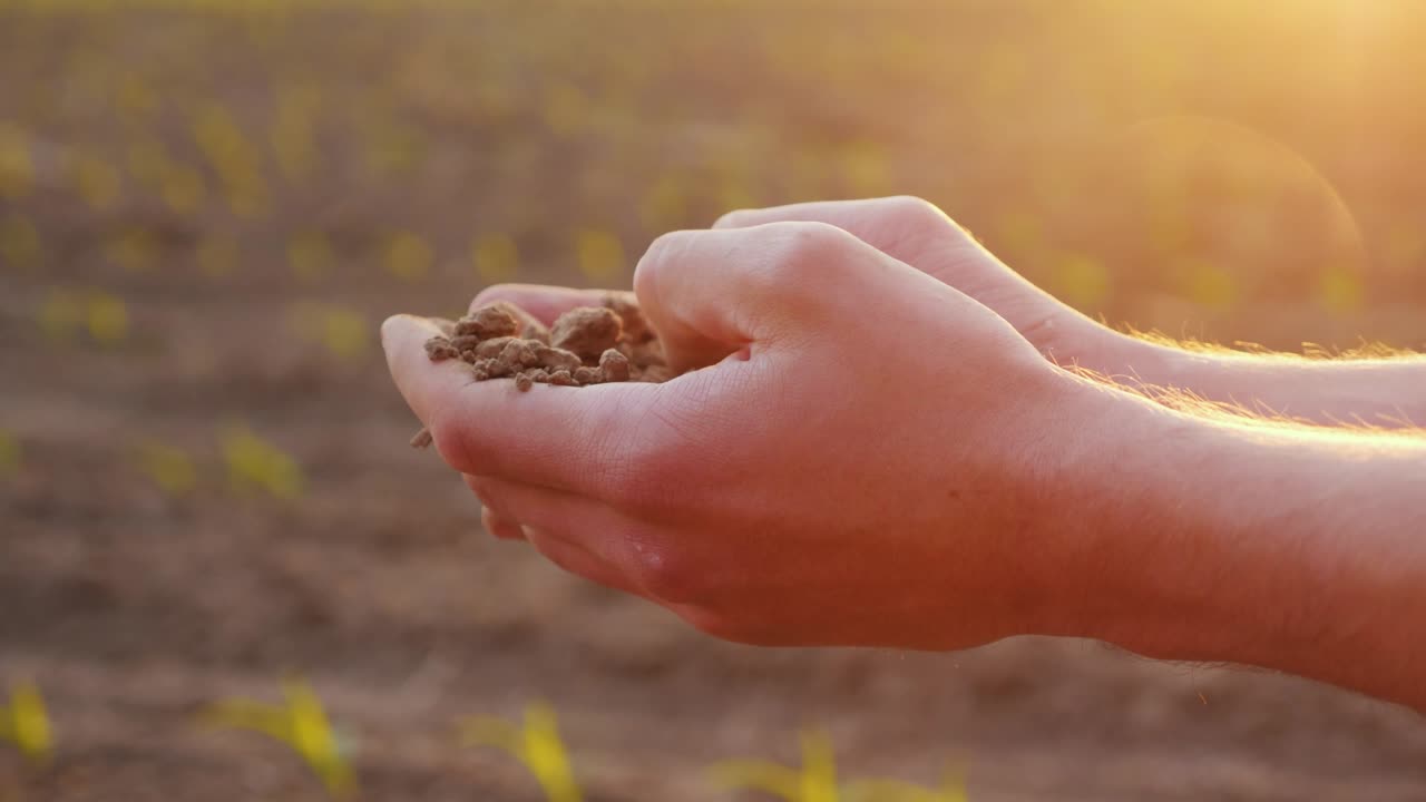 The farmer's hands hold fertile soil on the field. Against the background can be seen young shoots of corn