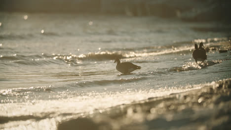 wild canadian geese silhouette walking into beach waves during summer sunset