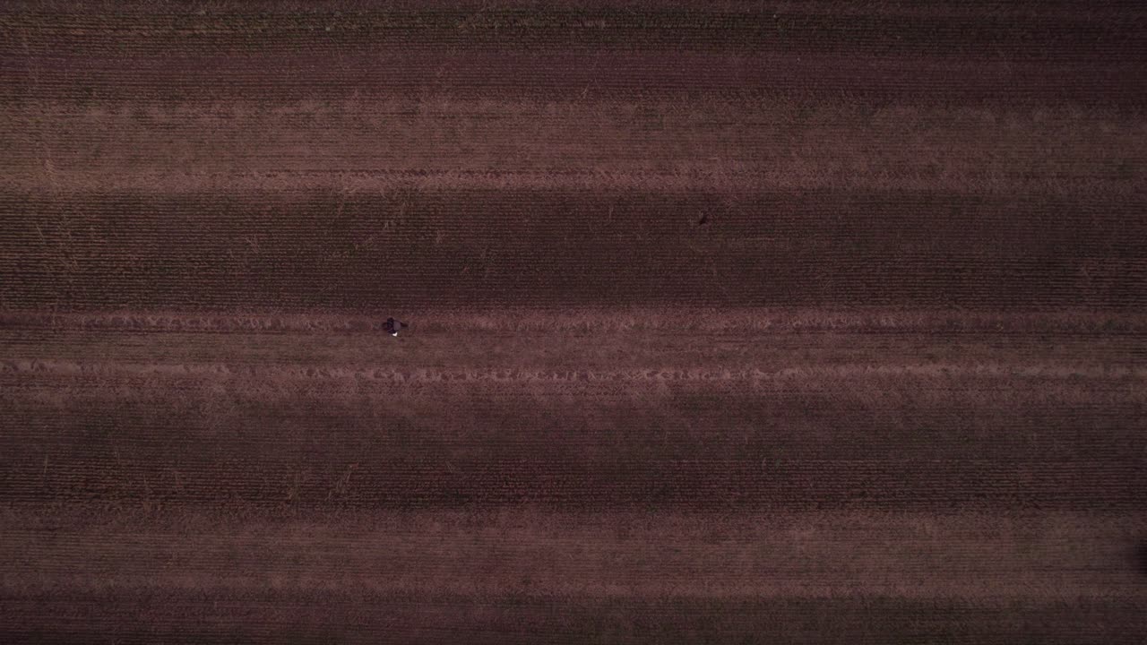 낮에 밀 수확 후 농지를 가로질러 걷는 남성의 공중 드론 조감도