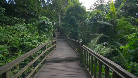 movendo-se ao longo de uma passarela de madeira na selva