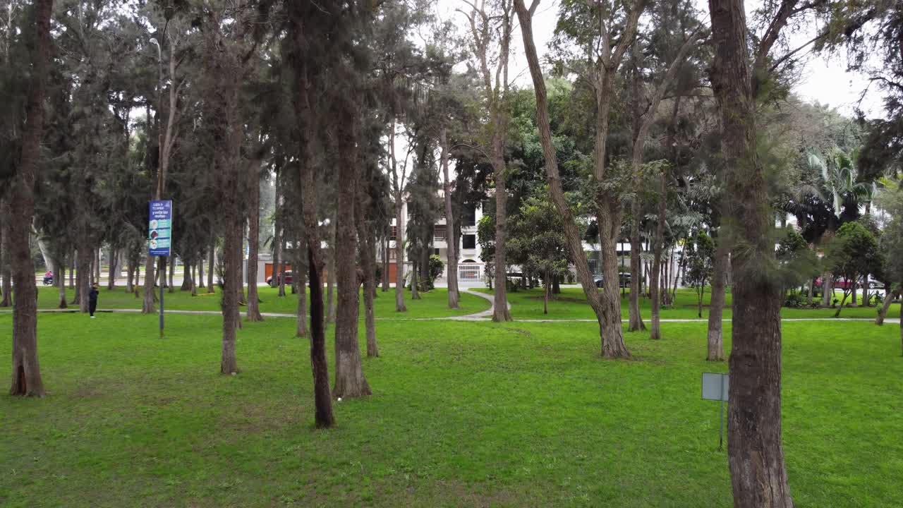 video de drones de un parque lleno de árboles delgados y altos
