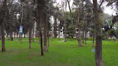 Drone-video-of-park-filled-with-thin-tall-trees