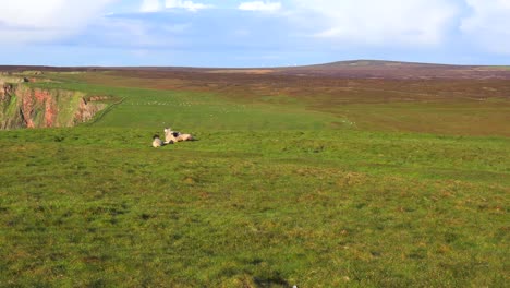 Toma-Panorámica-Mientras-Las-Ovejas-Se-Sientan-A-Lo-Largo-De-La-Hermosa-Costa-Norte-De-Escocia.