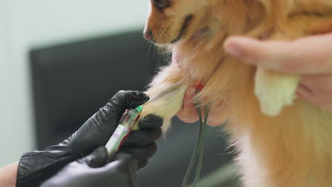 veterinary blood draw on a dog