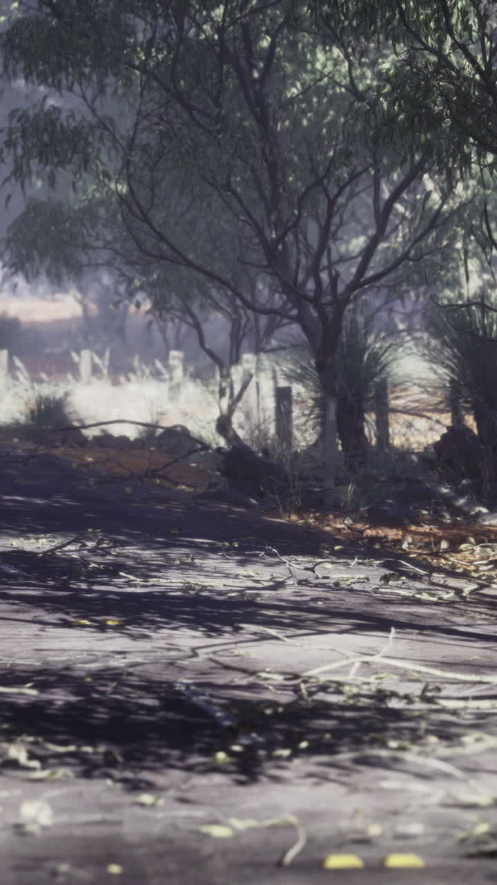 Quiet forest road surrounded by tall trees and scattered leaves during daytime