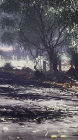 quiet forest road surrounded by tall trees and scattered leaves during daytime