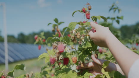 the hands of a farmer who harvests raspberries. solar panels in the background