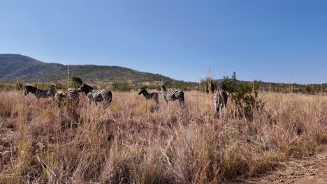 Wilde-Zebras-Im-Pilanesberg-Nationalpark-Im-Nordwesten-Südafrikas