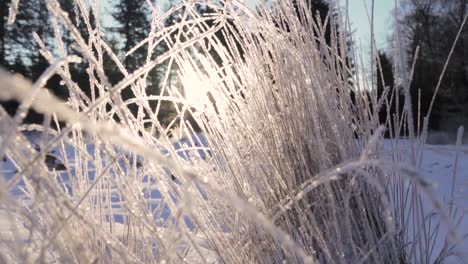 frozen grass in winter landscape