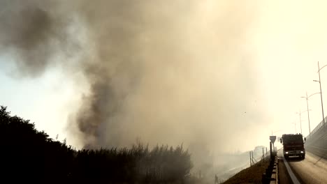 rome, italy- firefighters' intervention on big fire in pine forest