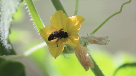 Abeja-Volando-Sobre-Una-Flor-Extrayendo-Su-Néctar