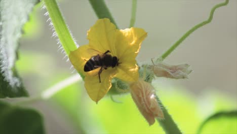 abeja volando sobre una flor extrayendo su néctar