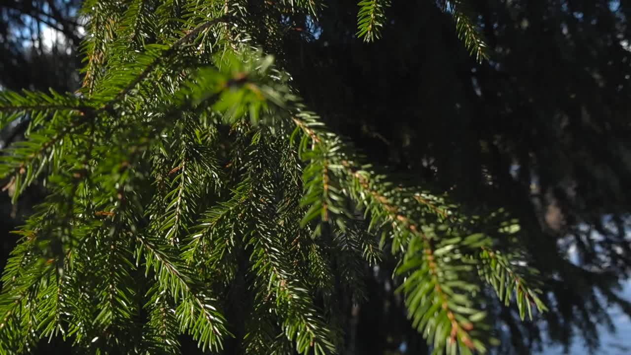 바람이 나가지들을 움직이고, 빛이 바람에 흔들리는 나가지처럼 소나무 녹색 바늘에 비추고, 정원이나 길거리에서 눈이 쌓인 곳에서 아름다운 은 겨울의 날.