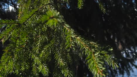 fotografía de cerca de un abeto, el viento mueve las ramas. la luz del sol brilla sobre las agujas verdes del pino como una rama balanceándose moviéndose en el viento. hermoso día soleado de invierno en el jardín o en la calle con suelo nevado